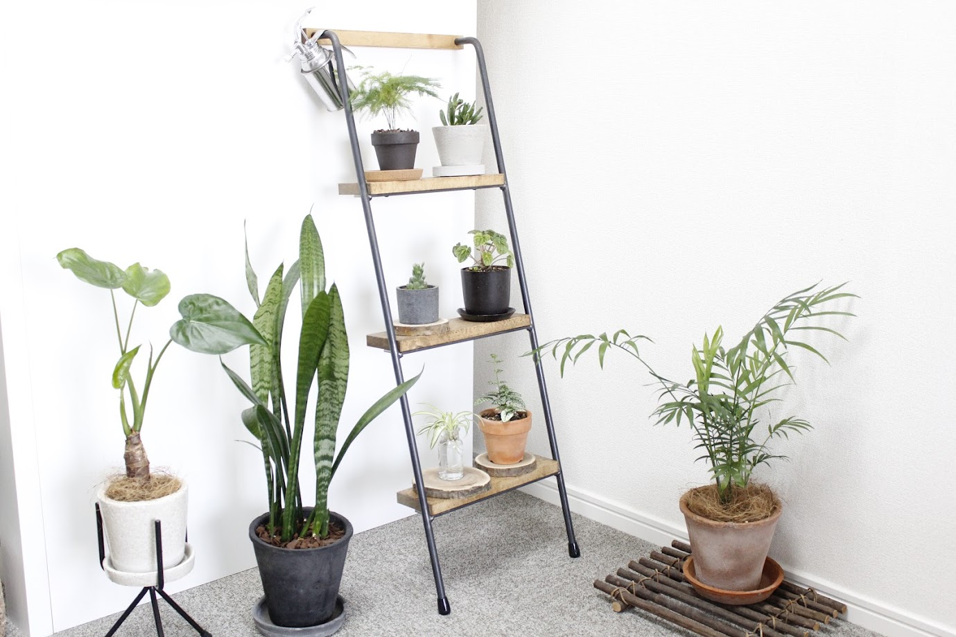 植物